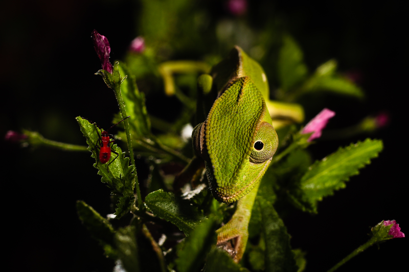 Image: Leejiah Dorward/British Ecological Society